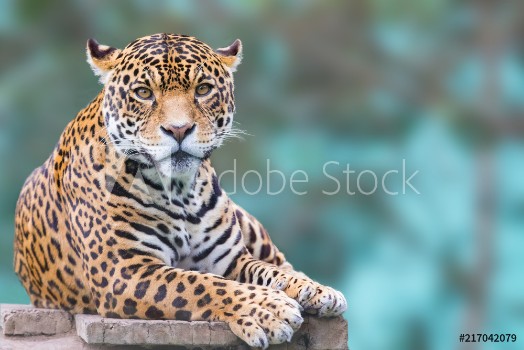 Picture of leopard looking at camera portrait
